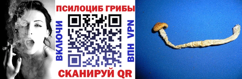 Купить закладки  Берёзовка  Псилоцибиновые грибы Magic Shrooms 